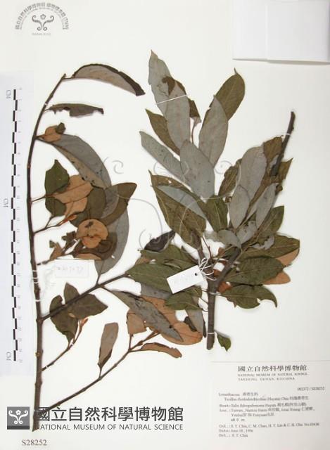 杜鵑桑寄生藏品圖，第1張