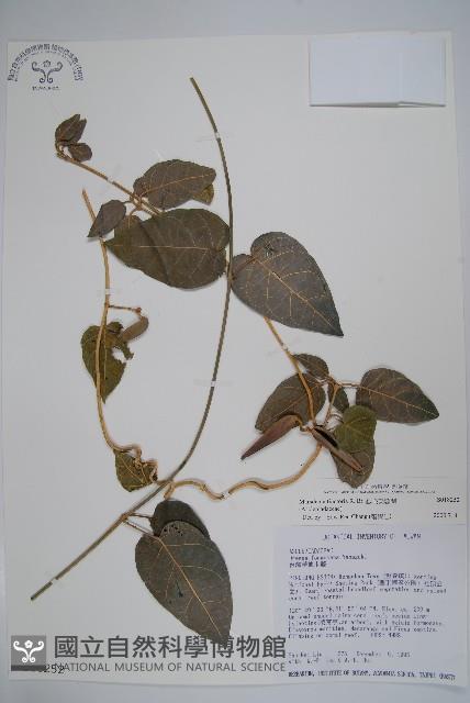 絨毛芙蓉蘭藏品圖，第1張