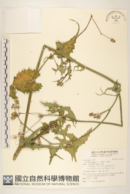 苦滇菜、苦菜藏品圖，第1張