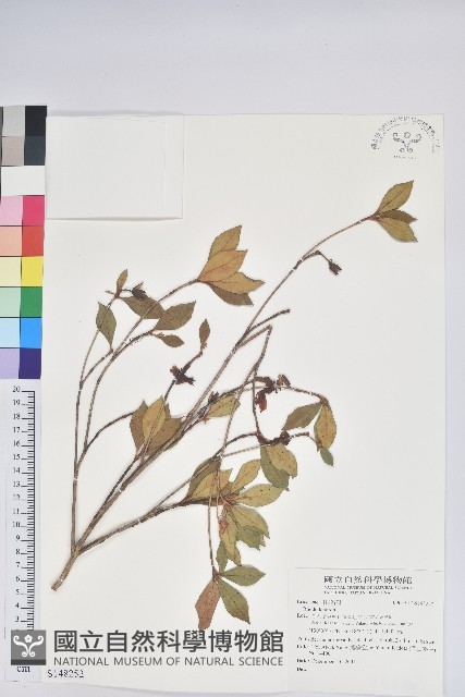登錄號:S148252藏品圖，第1張