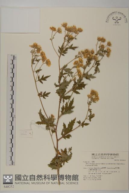 新竹油菊藏品圖，第1張