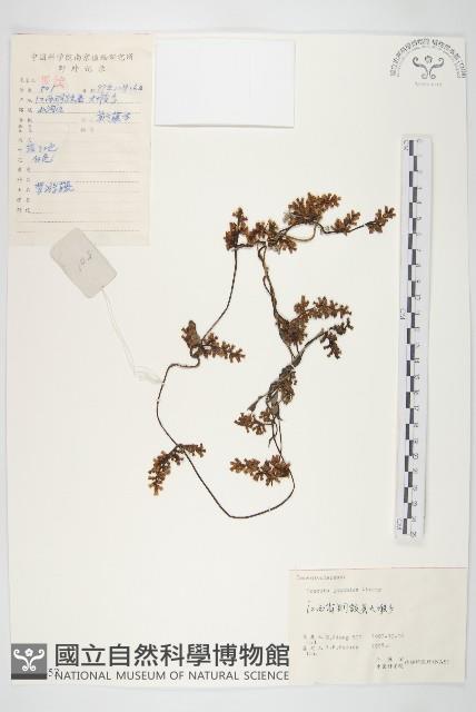 日本菟絲子藏品圖，第1張