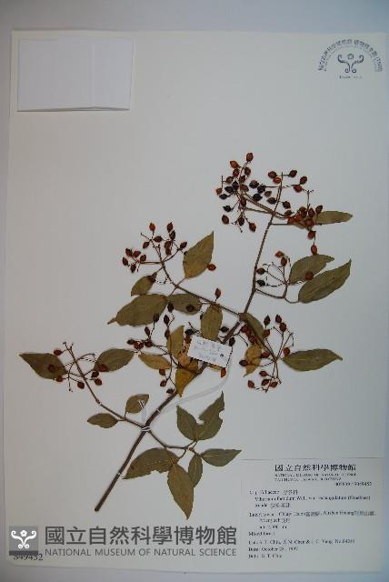 狹葉莢迷藏品圖，第1張