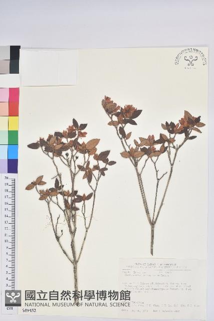 紅毛杜鵑藏品圖，第1張