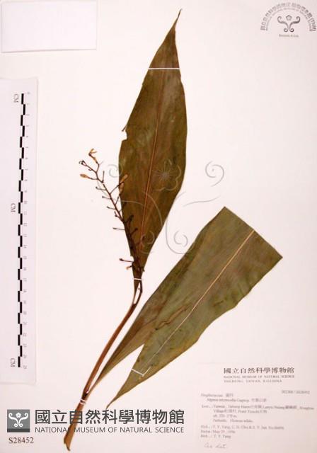 山月桃藏品圖，第1張