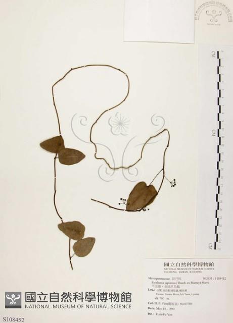 千金藤、金線吊烏龜藏品圖，第1張