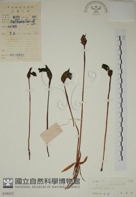 野菰藏品圖，第1張