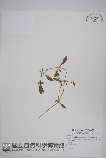 毛蓮子草藏品圖，第1張