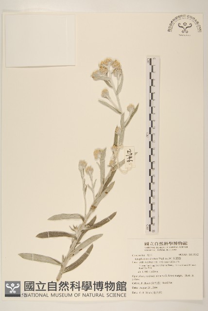 紅面番藏品圖，第1張