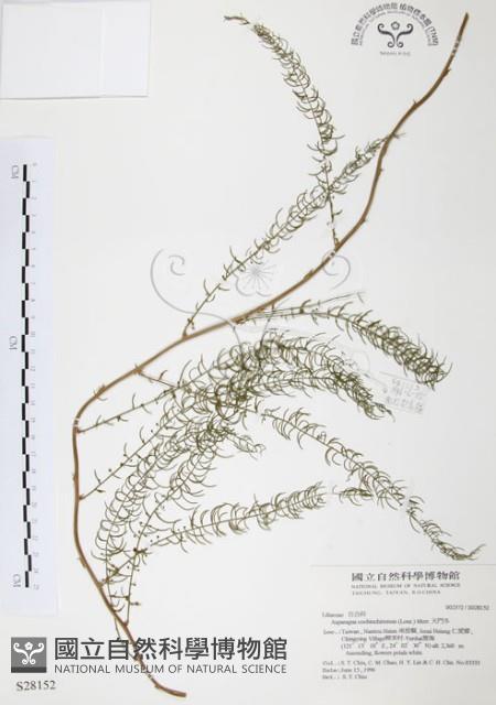 天門冬藏品圖，第1張