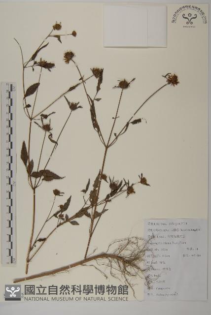 狼把草藏品圖，第1張