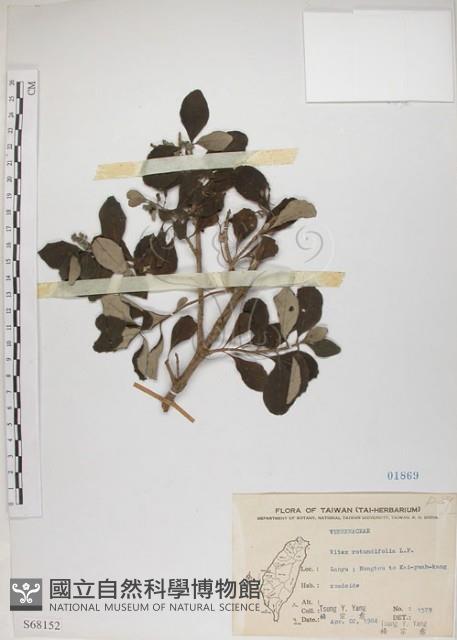 海埔姜藏品圖，第1張