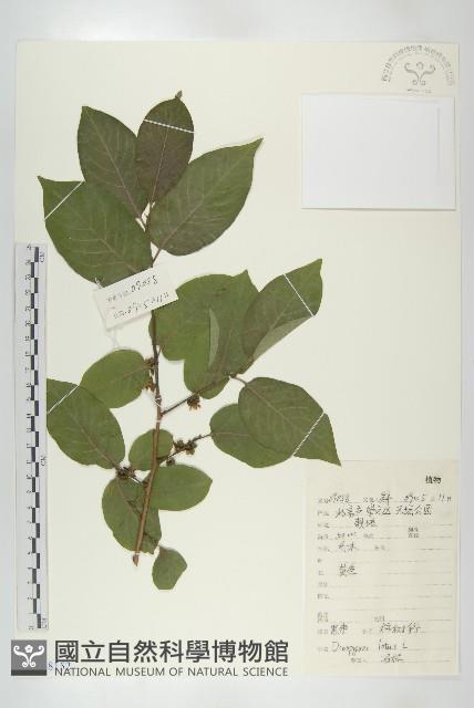 黑棗、君遷子藏品圖，第1張