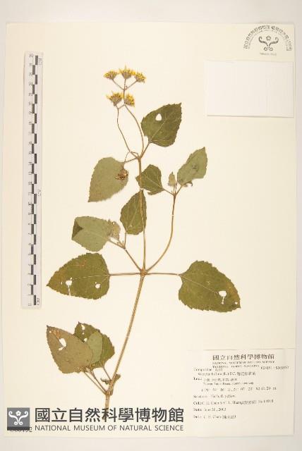 雙花蟛蜞菊藏品圖，第1張
