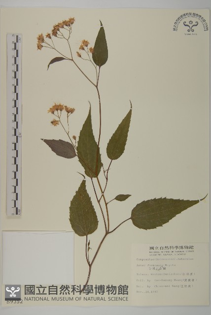 臺灣山白蘭藏品圖，第1張