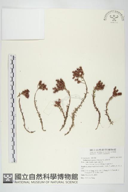 玉山佛甲草藏品圖，第1張