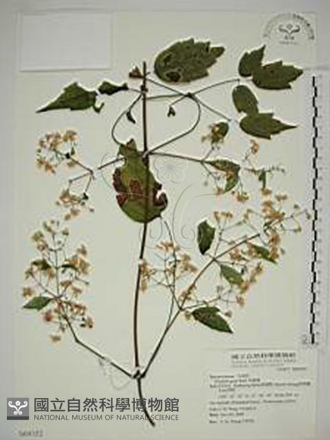 串鼻龍藏品圖，第1張