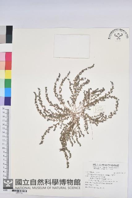 千根草藏品圖，第1張