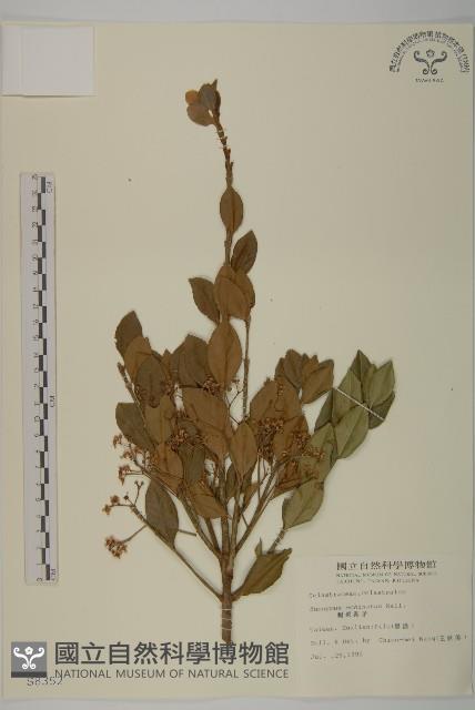 刺果衛矛藏品圖，第1張