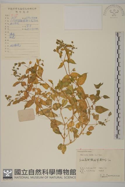 繁縷藏品圖，第1張