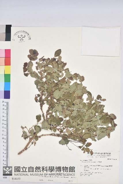 紅仔珠藏品圖，第1張