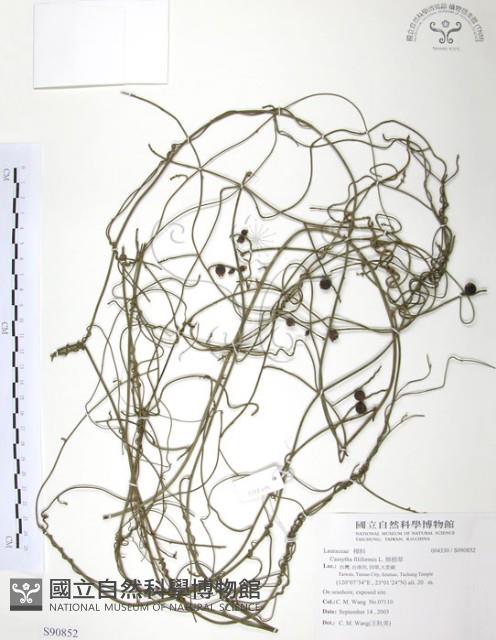 無根草藏品圖，第1張