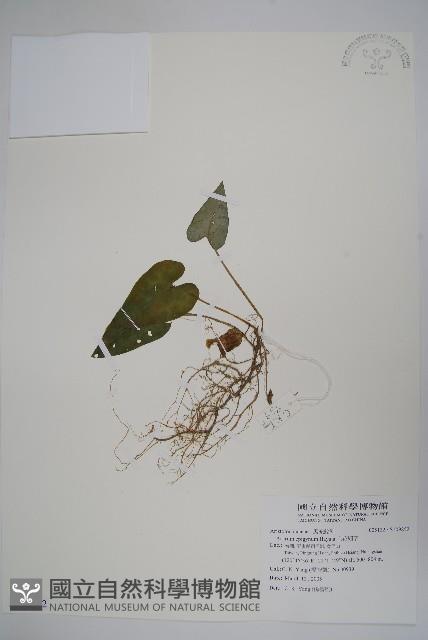 上花細辛藏品圖，第1張