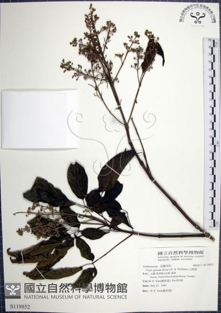 山埔姜藏品圖，第1張