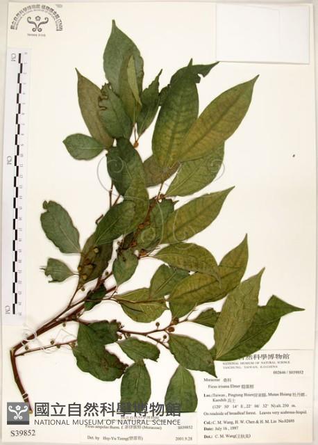 菲律賓榕藏品圖，第1張