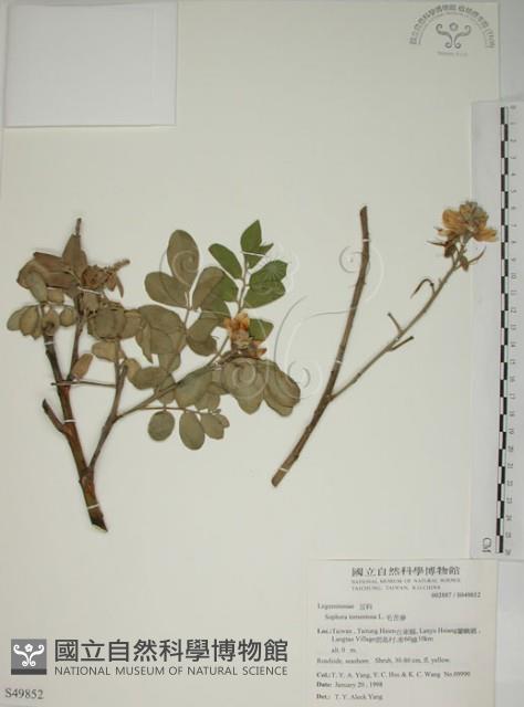 毛苦參藏品圖，第1張