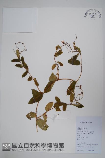 隱鱗藤藏品圖，第1張