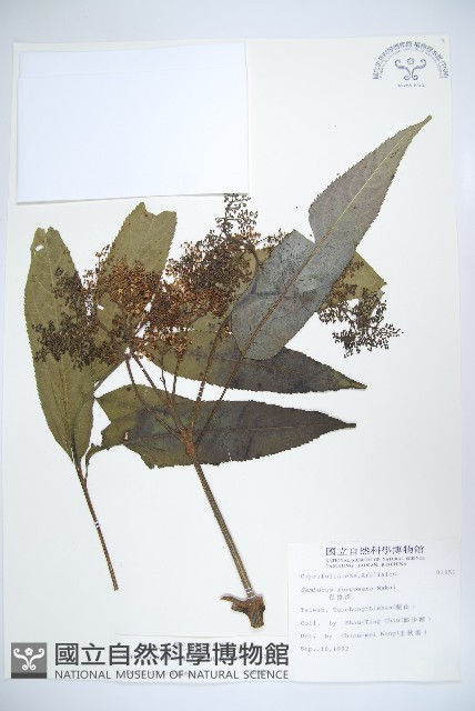 冇骨消藏品圖，第1張