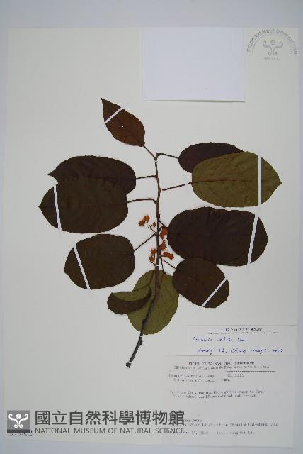 紅莖獼猴桃藏品圖，第1張