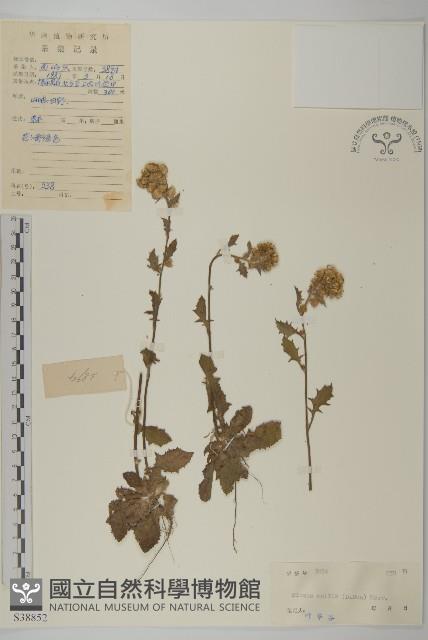 柔毛艾納香藏品圖，第1張