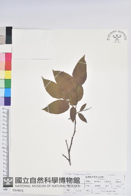 米飯花藏品圖，第1張