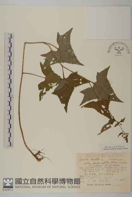 登錄號:S048852藏品圖，第1張