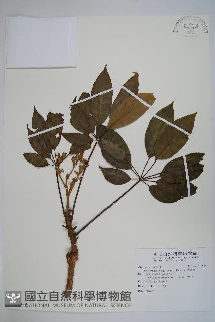 鵝掌蘗藏品圖，第1張