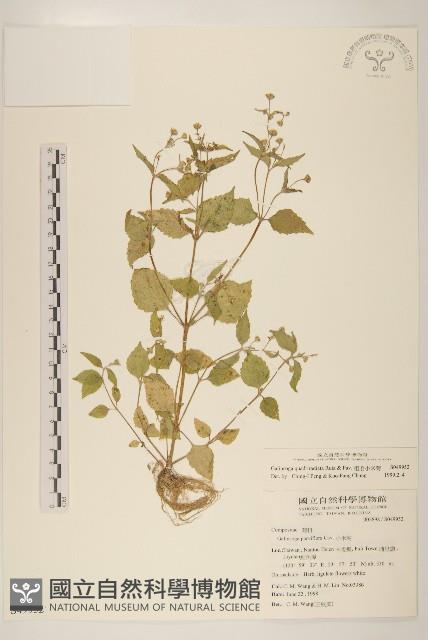 粗毛小米菊藏品圖，第1張