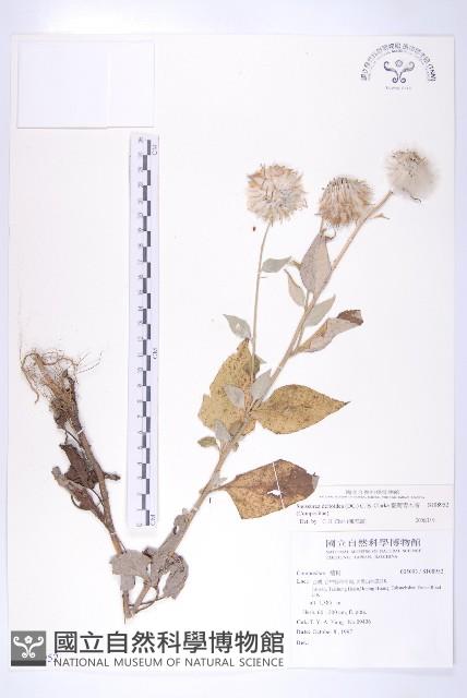 臺灣青木香藏品圖，第1張