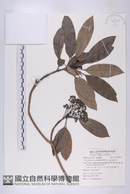 五蕊虎皮楠藏品圖，第1張