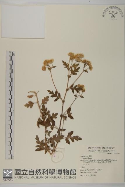 登錄號:S068952藏品圖，第1張