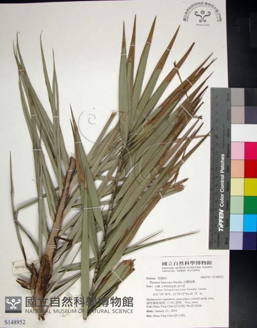 台灣海棗藏品圖，第1張