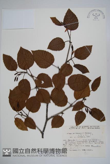 高地赤楊藏品圖，第1張