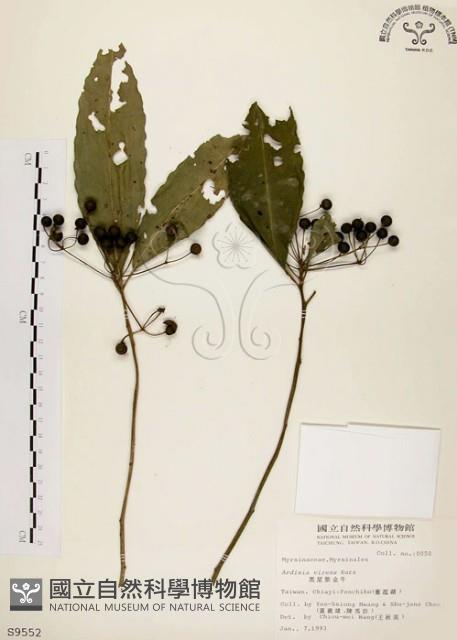 黑星紫金牛藏品圖，第1張