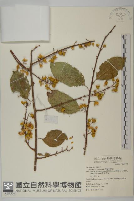 南華南蛇藤，青江藤藏品圖，第1張