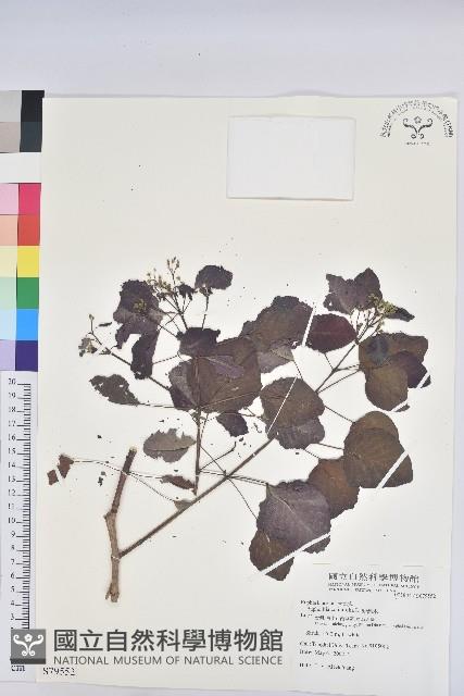 紫錦木、非洲紅藏品圖，第1張