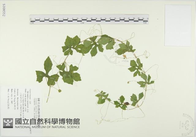 苦瓜藏品圖，第1張