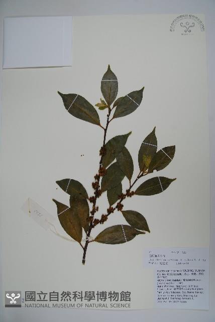 毛梗細果冬青藏品圖，第1張