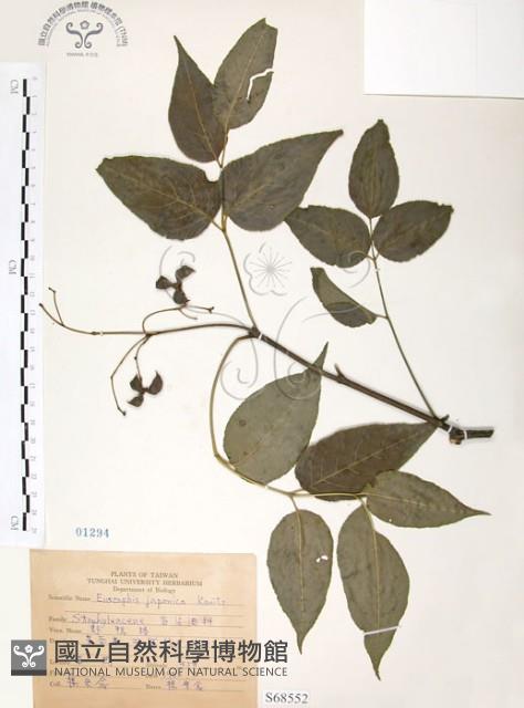 野鴉椿藏品圖，第1張