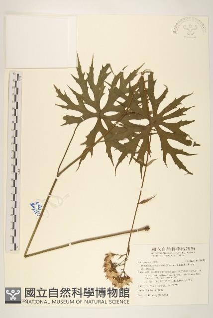 高山破傘菊藏品圖，第1張